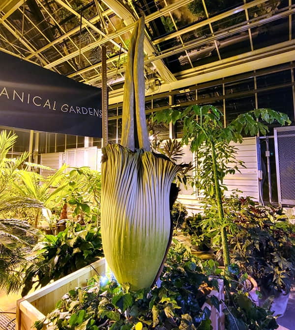 corpse flower